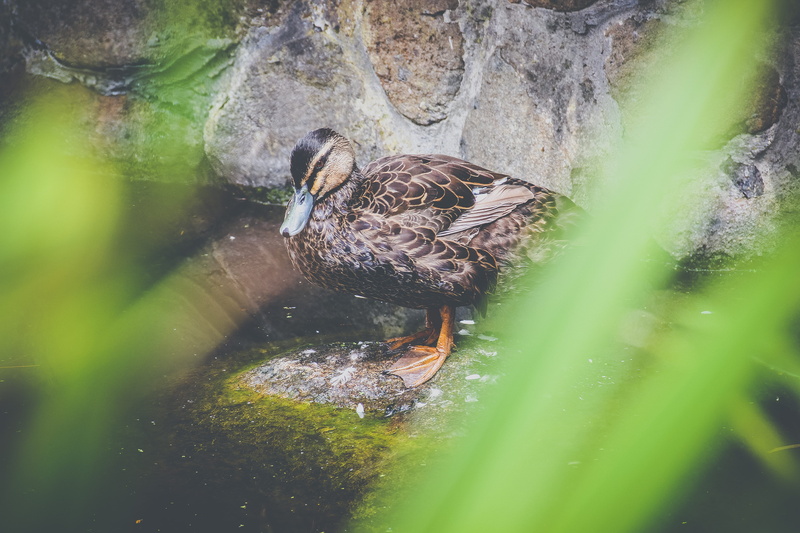 anseriformes, selective, selective focus, 5K, invertebrate, photography, wasp, algae, focus, insect, waterfowl, outdoors, drinking, day, one animal, goose