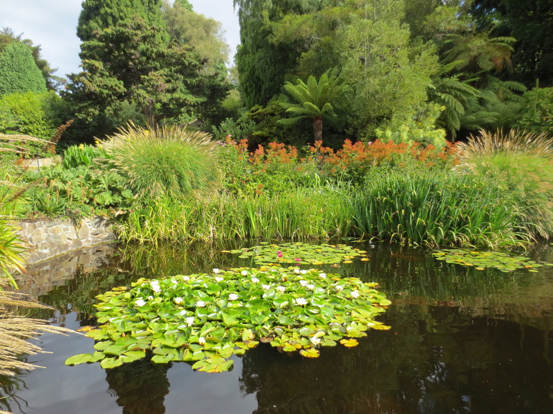 green, plant part, plant, Waterlilies, day, lotus water lily, outdoors, reflection, botanical gardens, Lily Pond, lily, tranquility, lilly, summer, green Color