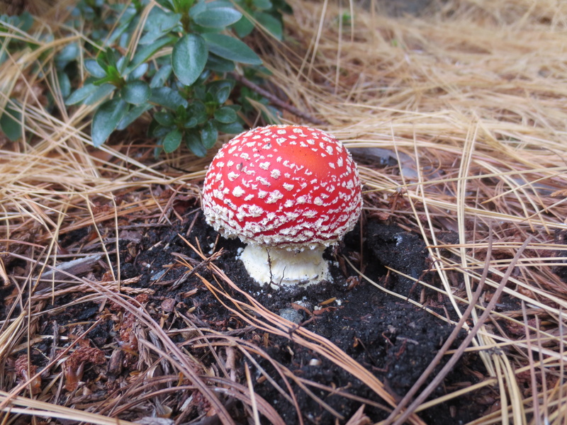 fly agaric mushroom, plant, food, growth, nature, fungi, mycology, autumn, spotted, field, land, selective focus, Toxic, australia, Toadstool, close-up