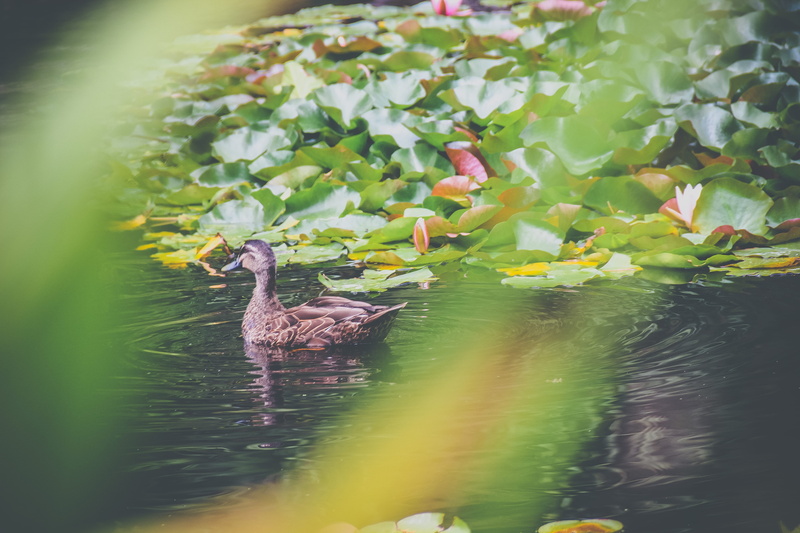 australia, swimming, hobart, teal, day, waterfront, selective focus, vertebrate, lily, green color, plant, lake, bird, pond, animals in the wild, animal wildlife