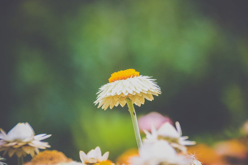 freshness, aster, fragility, plant, blossom, dandelion, flower head, nature, animal, daisies, inflorescence, hobart, flowering plant, focus on foreground