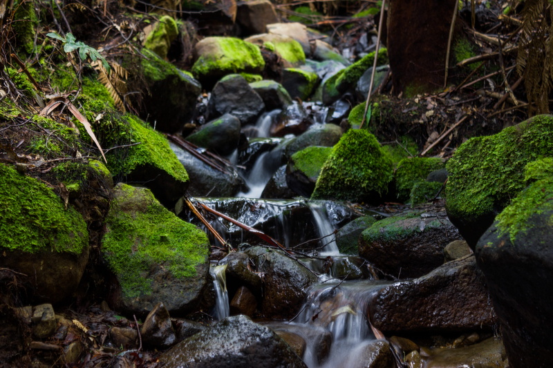 scenics - nature, solid, moss, nature, tree, flowing, stream - flowing water, waterfall, rock - object, flowing water, motion, 5K, land, hobart, no people