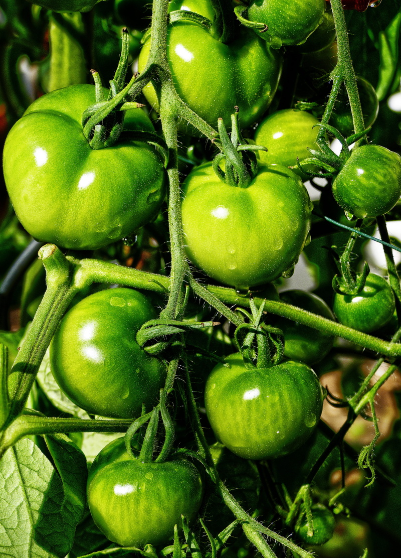 food and drink, agriculture, food, freshness, green color, tomato, vegetable, tomato plant, grown, no people, fried green tomatoes, wellbeing, organic
