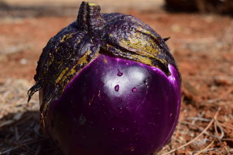 day, nutrition, food and drink, freshness, wellbeing, vegetable, focus on foreground, purple, close-up, vitamins, eggplant, single object, frisch, healthy eating