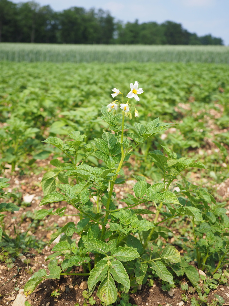 grumbeer, tranquility, grundbirne, vulnerability, rural Scene, focus on foreground, food, vegetable, day, summer, Field, close-up, flower, solanum tuberosum