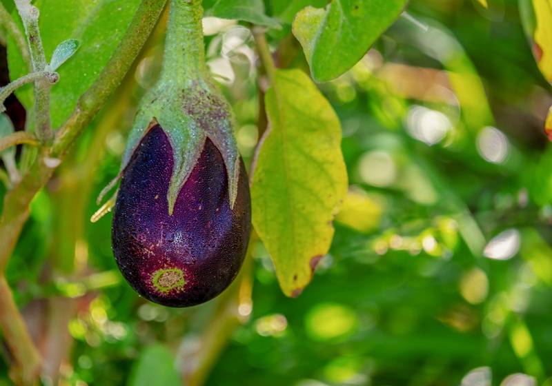growth, fruit, drop of water, plant, focus on foreground, solanum melongena, no people, hanging, morgentau, bio, freshness, violet, purple, leaf, green color