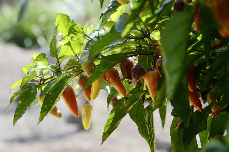 shadow, fiery, chili, healthy eating, outdoors, no people, tree, 4K, branch, food and drink, jalapeño, green color, plant part, food, fruit, vegetables