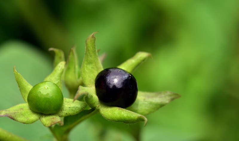 drugs, cherry, berry fruit, plant stem, day, food and drink, fruit, 5K, toxic, focus on foreground, mydriatikum, selective focus, beauty in nature, close up
