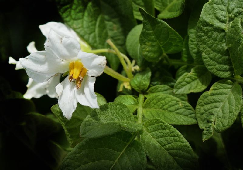 focus on foreground, agriculture, green color, blossom, vulnerability, leaf, crop, petal, fragility, grumbeer, close up, potato herb, bloom, day, plant