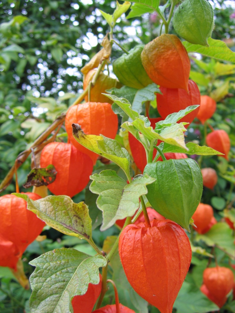 nature, plant part, flower, pericarp, andes cherry, immature, fruit, sepals, lampionblume, cup, no people, nachtschattengewächs, 2K, close-up, ornamental plant