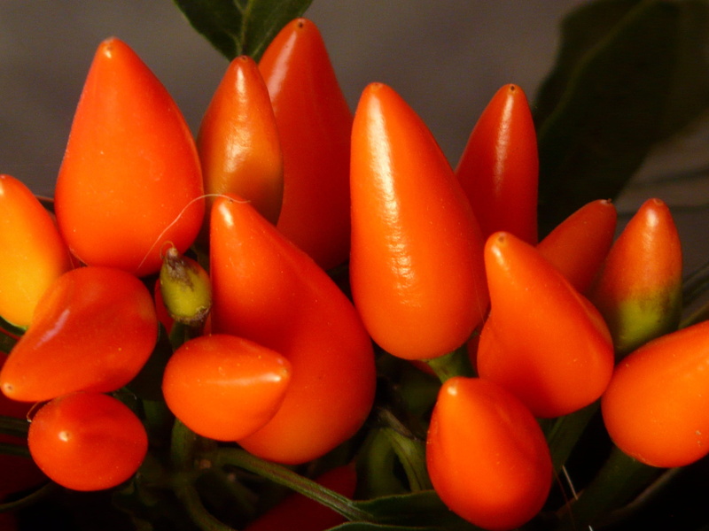 freshness, capsicum, vegetable, fruit, food and drink, indoors, close-up, high angle view, paprika, pepper, Pods, gaudy, still life, Peppers, bright, no people