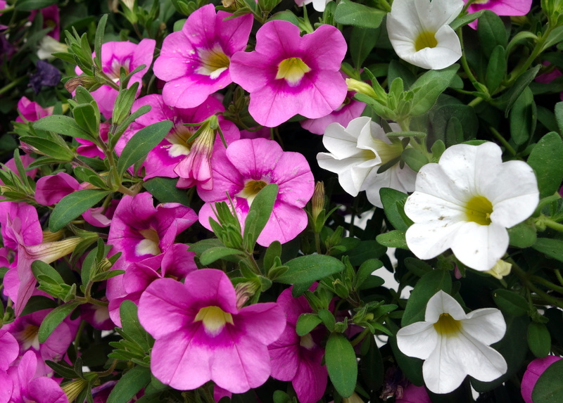 pink flower, white flowers, ornamental plant, plant part, petunia, pink color, beauty in nature, flowering plant, outdoors, 4K, petal, garden petunia