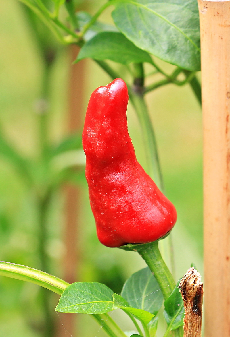 red pepper, nature, spice, chili pepper, fruity hot, hot peppers, plant, vegetable, paprika, growth, outdoors, fiery, day, sharp, no people, chili peppers