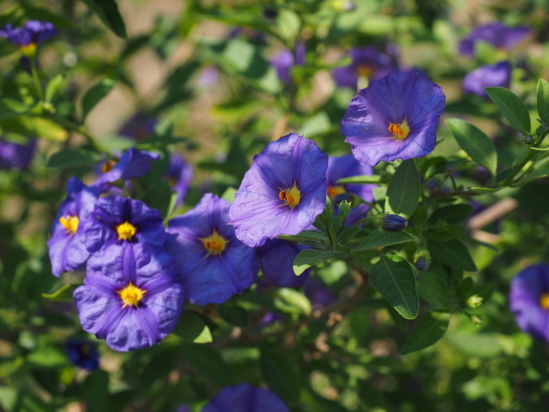 ornamental plant, solanum rantonnetii, nachtschattengewächs, blue violet, 4K, violet, no people, blossom, lycianthes rantonnetii, shrub plant, gentian shrub