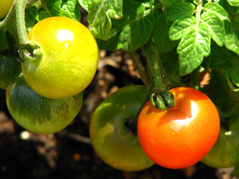 bush, immature, 2K, tomato fruit, delicious, plant part, tomato, food and drink, growth, no people, ripe, bush tomato, freshness, close-up, outdoors, vegetables