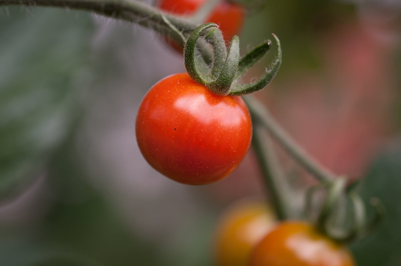 reifeporzess, wellbeing, photo, vegetables, 1080P, panicle tomato, agriculture, fruit, tomato, tomatenrispe, outdoors, nature, vegetable, freshness, food