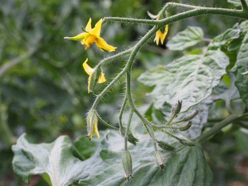 focus on foreground, bloom, plant part, vegetable, nature, no people, yellow, nachtschattengewächs, 4K, day, flowering plant, petal, tomato plant, freshness