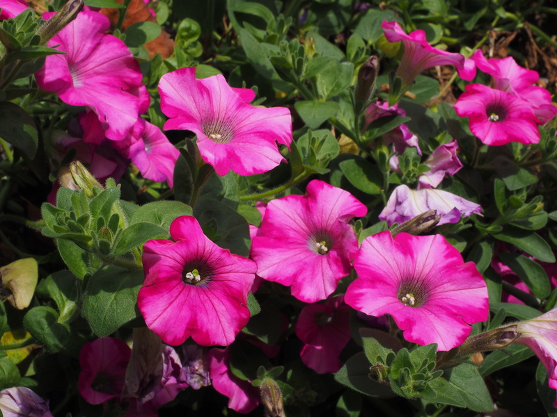 purple, flowers, petunia, beauty in nature, garden petunia, petal, nachtschattengewächs, pink color, summer, springtime, inflorescence, no people, fragility