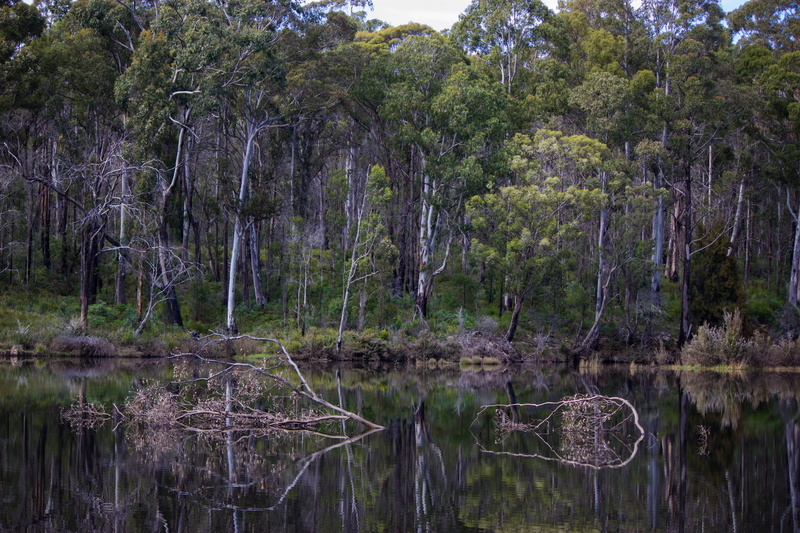 scenics - nature, tranquil scene, beauty in nature, land, forest, no people, tree, 5K, nature, waterfront, lake repulse, lake, plant, water, growth, australia