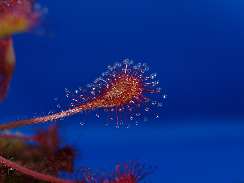 secretion, sky, drosera, beauty in nature, photography, closeup, blue, undersea, red, water, medium sundew, sticky secretion, 2K, carnivores, nature, sea