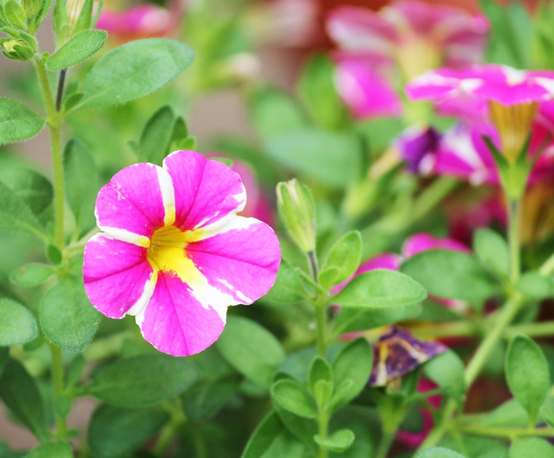 close, freshness, summer, pollen, blossom, fragility, ornamental plant, green color, growth, botany, day, 2K, garden petunia, flower, outdoors, flower Head