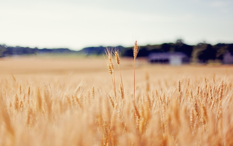 1080P, wheat, nature