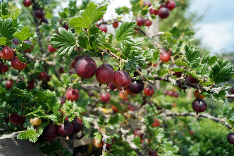 berry fruit, leaf, outdoors, fresh, food and drink, 5K, ripe, fruits, wellbeing, fruit, beauty in nature, healthy eating, plant part, sweet, delicious