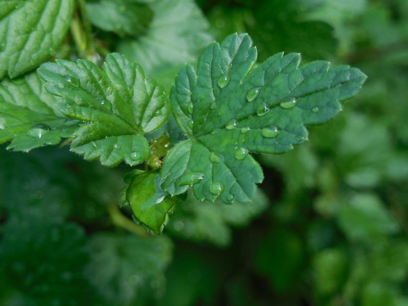 food, food and drink, leaf, close-up, herb, day, 4K, wet, green, gooseberries, backgrounds, plant part, no People, environment, nature, macro, forest