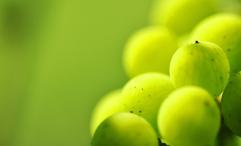 green, 1080P, gooseberry, veins, point, macro, round, fruits, berry