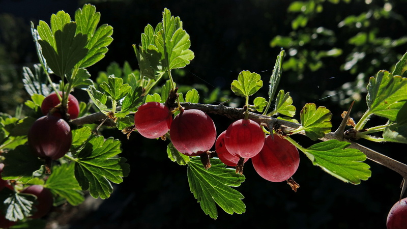 branch, close up, plant, gooseberry, juicy, soft fruit, agriculture, outdoors, beauty in nature, gooseberries, 4K, round, day, garden, light, tree, ripe berries