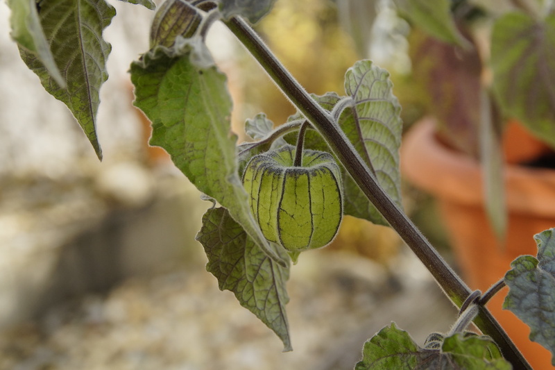 physalis, plantation, plant, close-up, food, plant part, nature, leaf, lampionblume, no people, fruit, berry, focus on foreground, vegetable, healthy eating