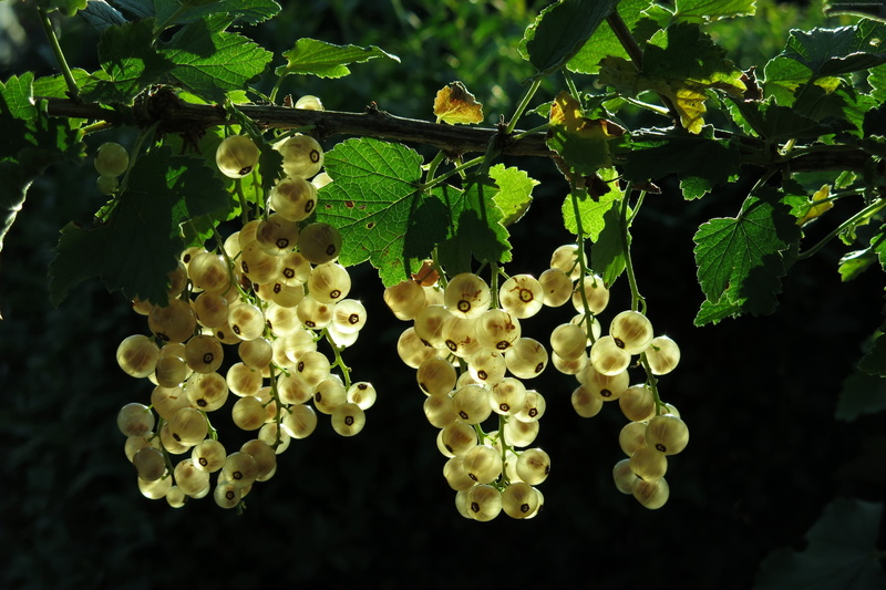 tree, plant, plant part, nature, fruit, white currant, close-up, no people, growth, green, hanging, food, day, freshness, outdoors, 4K, beauty in nature