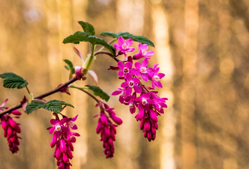 nature, 5K, bloom, corpuscle, gooseberry greenhouse, vulnerability, flowering plant, plant, blossom, ribes sanguineum, beauty in nature, purple, freshness