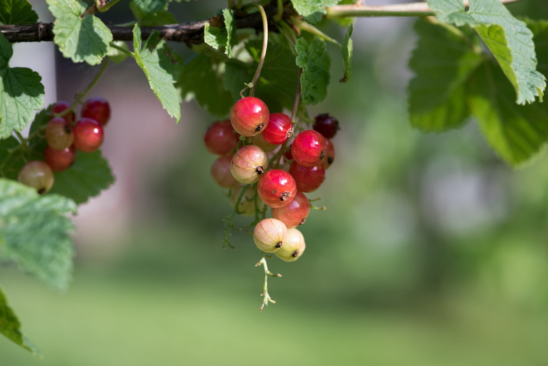 2K, growth, red, garden, day, bush, plant part, gooseberry greenhouse, ripe, wellbeing, food, freshness, branch, berry Fruit, surinam, healthy, close