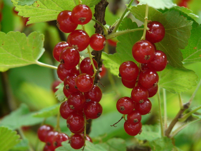 tree, food, gooseberry greenhouse, summer, fruit, plant part, healthy eating, nature, sweet, ripe, wellbeing, ribes, berries, growth, plant, red, day, bunch