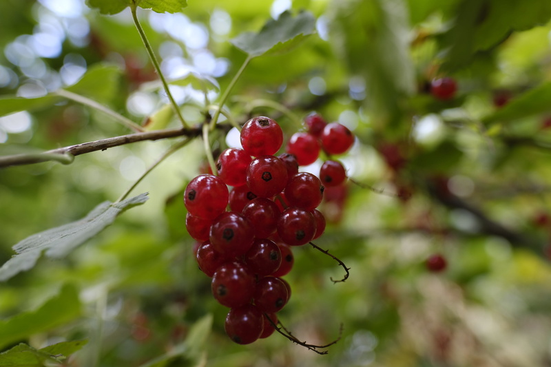 freshness, day, currants, ribes, wellbeing, vitamins, rowanberry, tree, berry fruit, nature, beauty in nature, red currant, 5K, ripe, close-up, fruits