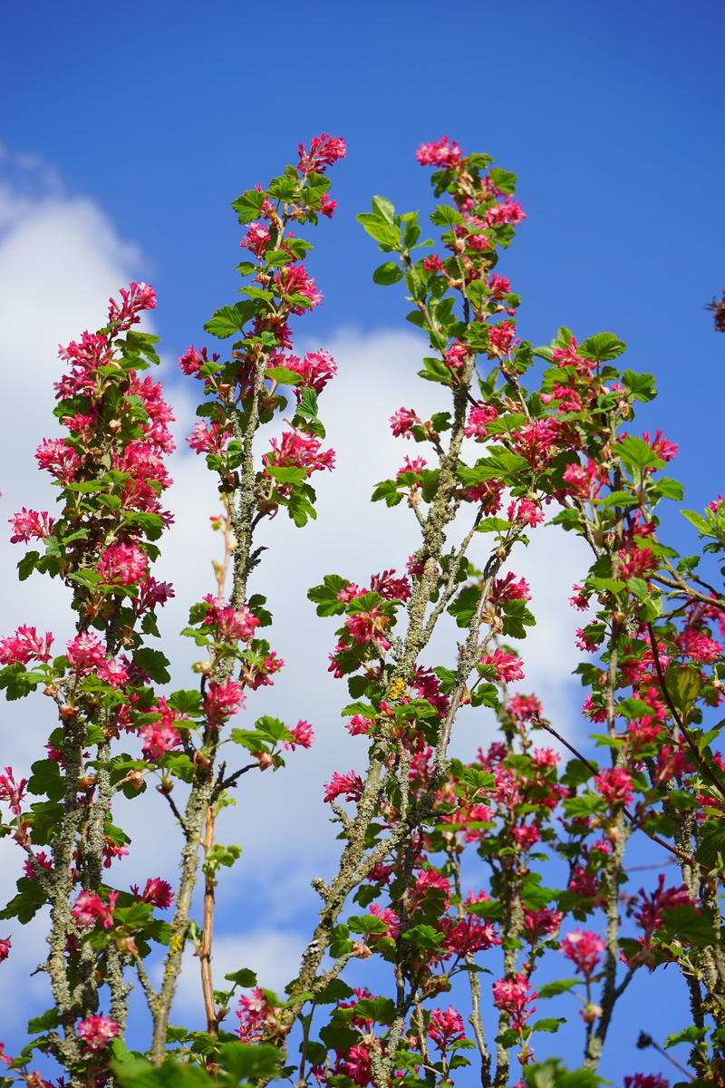 ribes sanguineum, flowering plant, growth, bloom, springtime, ribes, vulnerability, gooseberry greenhouse, freshness, beauty in nature, branch, low angle view