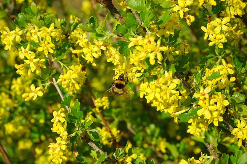 freshness, close-up, growth, pollination, currant, flower, beauty in nature, flowering plant, animal, insect, bee, green color, ribes aureum, animal wildlife