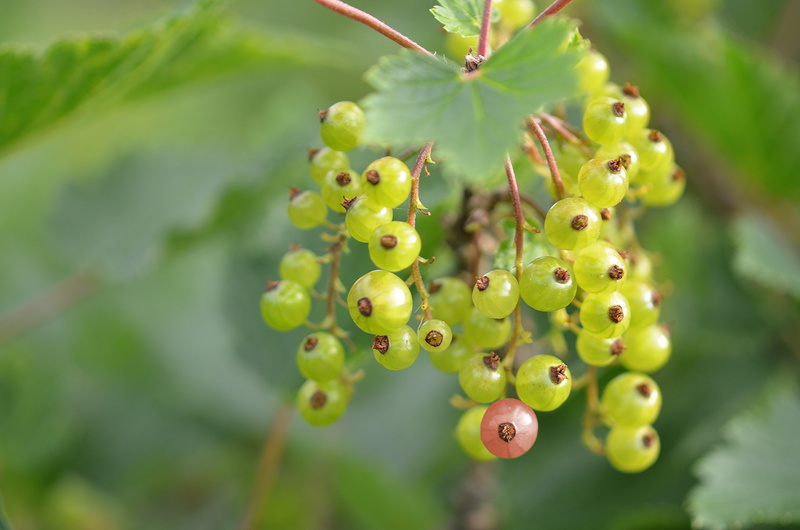 food, no people, freshness, tree, outdoors, ribes rubrum, plant part, ripe, macro, food and drink, bush, bunch, nature, gooseberry greenhouse, leaf, white currant