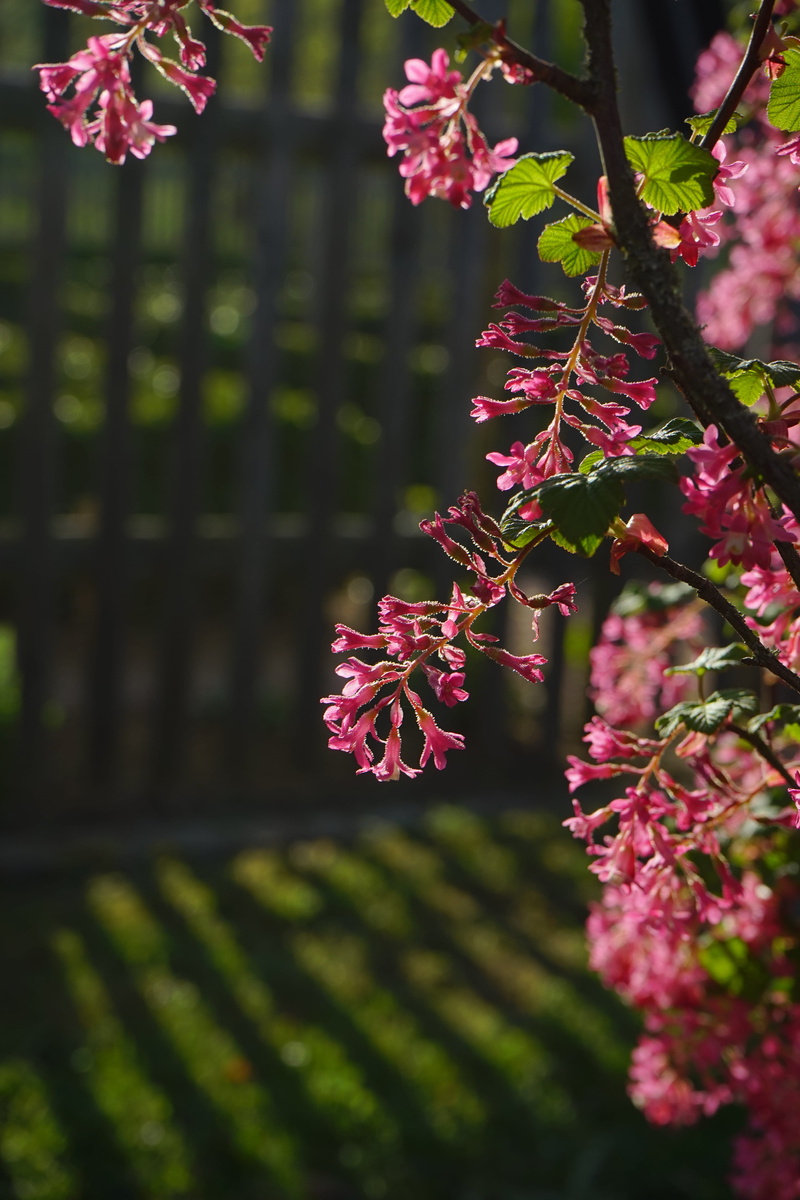 fragility, grossulariaceae, flowering plant, nature, blood currant, bush, Bloom, growth, springtime, spring, petal, gooseberry greenhouse, botany, freshness