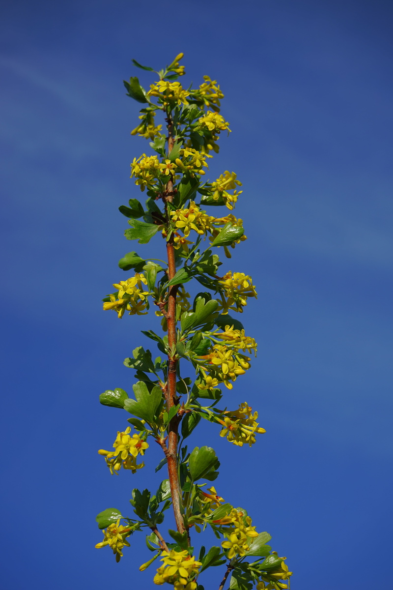 leaf, clear sky, plant, tree, freshness, flowers, beauty in nature, currant, flowering plant, branch, bush, vulnerability, close-up, gooseberry greenhouse