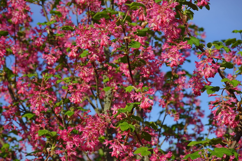 bush, 5K, nature, ornamental shrub, ribes, pink Color, ribes sanguineum, purple, beauty In Nature, plant part, flowering plant, springtime, flower, growth