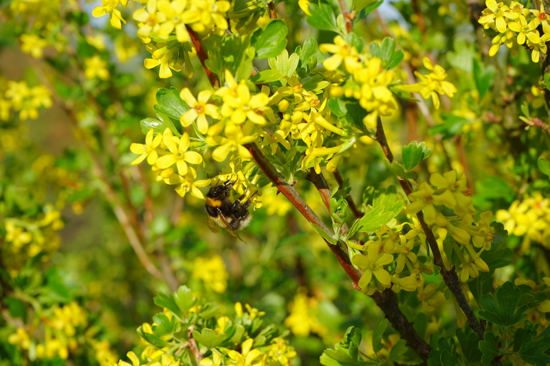 bee, green color, animals in the wild, gooseberry greenhouse, animal wildlife, plant, fragility, pollination, animal themes, growth, Yellow, grossulariaceae