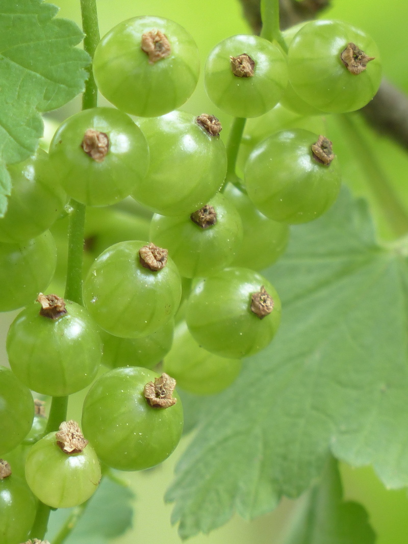 full frame, gooseberry greenhouse, Immature, beauty in nature, grossulariaceae, high angle view, garden currant, ribes rubrum, freshness, ribes, 4K, Red Currant