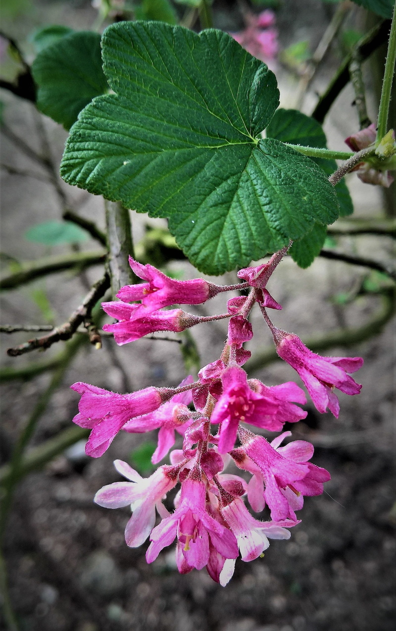 vulnerability, springtime, flower, blossom, ornamental shrub, 2K, Blood, johann, berry, leaf, focus on foreground, petal, branch, gooseberry greenhouse