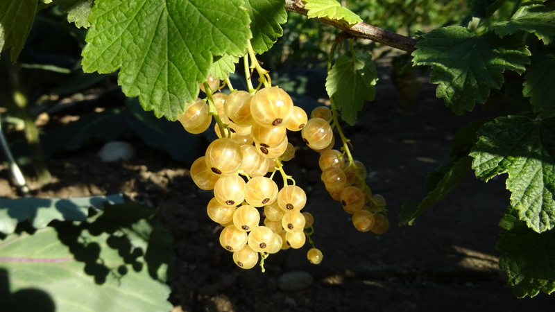 food and drink, currants, gooseberry greenhouse, leaf, hanging, ribes aureum, tree, yellow, fruit, day, beauty in nature, plant, growth, agriculture, food