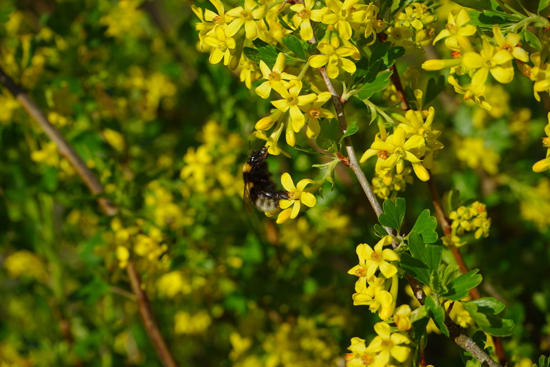 animals in the wild, bush, freshness, flower head, grossulariaceae, bee, shrub, green color, day, pollination, ribes aureum, flowers, flower, currant, beauty in nature