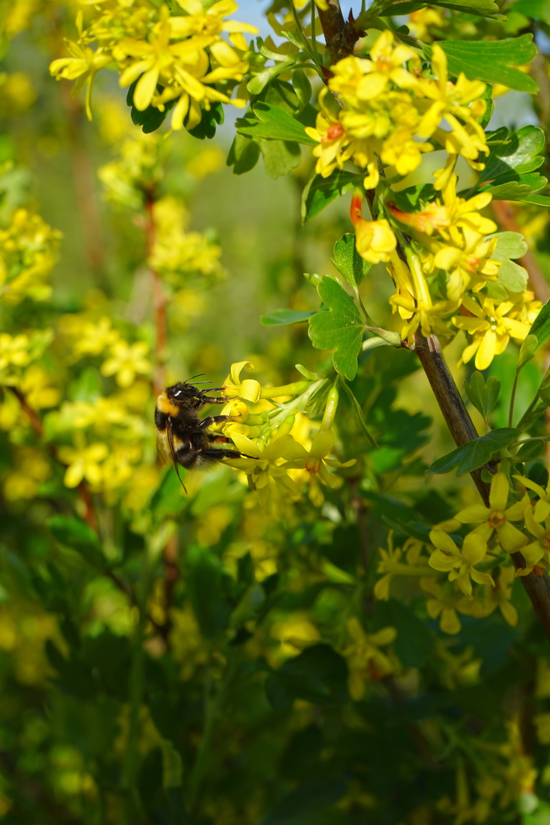 ribes, day, gooseberry greenhouse, invertebrate, freshness, animal, beauty in nature, bush, grossulariaceae, flowering plant, yellow, one animal, animal themes