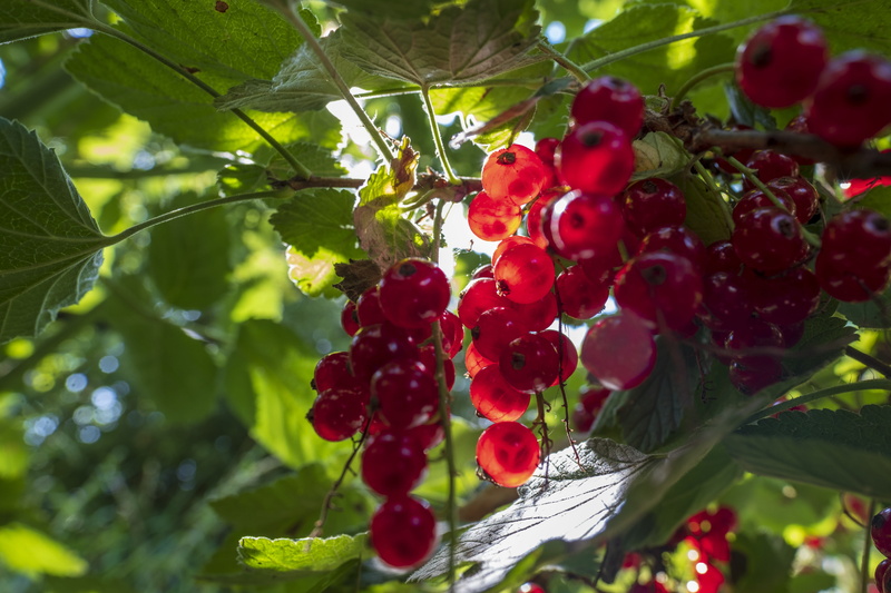 berries, currants, fruit, no people, wellbeing, green color, leaf, close-up, beauty in nature, red currant, food and drink, day, ribes, gooseberries greenhouse