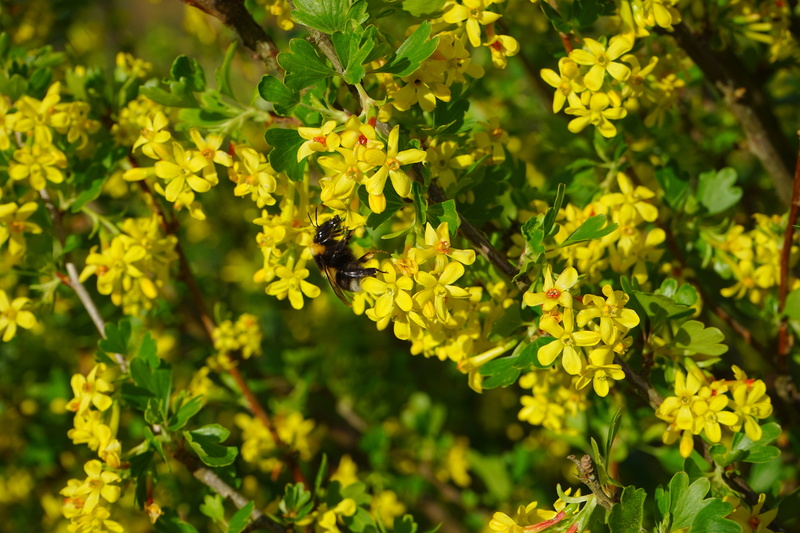 flower head, shrub, grossulariaceae, flowers, no people, insect, bee, pollination, focus on foreground, invertebrate, currant, flower, growth, close-up
